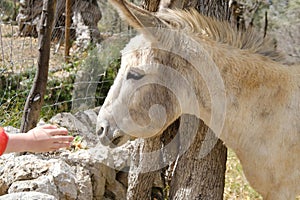 children's hand trustingly touches donkey face, donkey, Equus asinus, Equus africanus asinus on home farm in mountains,