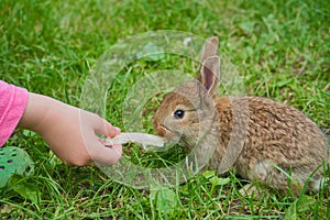 children's hands feed a rabbit, a child with a small rabbit on the grass gives a slice of bread