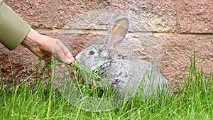 Children's hands hold and feed a gray rabbit with grass on a green lawn. Long-eared hare. Pet.