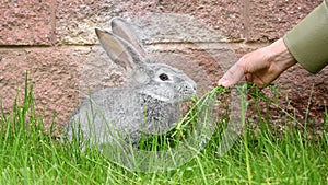 Children& x27;s hands hold and feed a gray rabbit with grass on a green lawn. Long-eared hare. Pet.