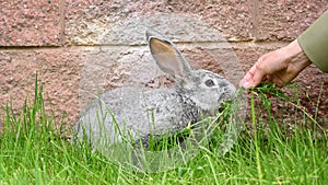 Children& x27;s hands hold and feed a gray rabbit with grass on a green lawn. Long-eared hare. Pet.