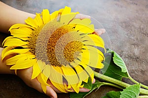 Children`s hands hold a flower of a sunflower