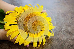 Children`s hands hold a flower of a sunflower.