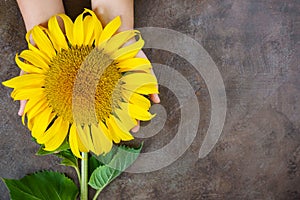 Children`s hands hold a flower of a sunflower. Top view.