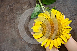 Children`s hands hold a flower of a sunflower. Top view.