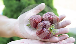 Children`s hands hold a handful of ripe red strawberries