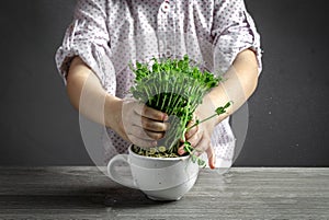 Children`s hands hold microgreens in a cup. Peas microgreens grow in a pot. Fresh juicy sprouts of peas. Little gardener. healthy