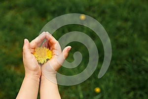 Children`s hands hold a yellow dandelion flower against a background of green grass.