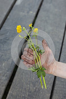 Children& x27;s hands holding flowers on a sunny day