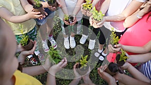Children`s hands holding sapling with plants