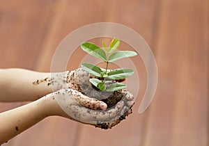 Children`s hands holding young plant