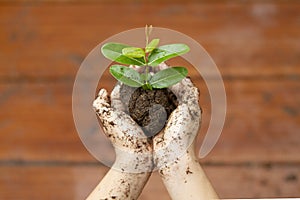 Children`s hands holding young plant