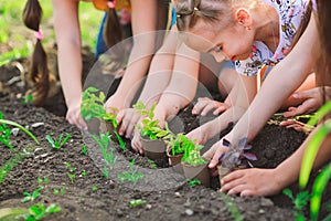 Children`s hands planting young tree on black soil together as the world`s concept of rescue.