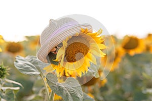Children`s hat on a flower of a sunflower