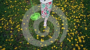 Children`s legs go through flowering dandelions in the meadow.