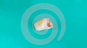 Children`s milk tooth on a green background, macro. Pediatric dentistry, extraction of milk teeth in children. Dental surgery