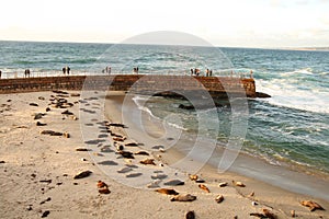 Children`s Nursery for Sea Lions in La Jolla, California