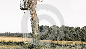 Children\'s swing on a tree
