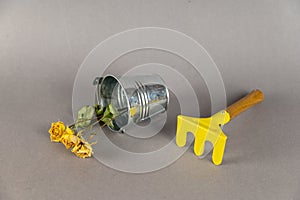 Children`s toys and flowers on a gray background. Small metal verdor, yellow rake with wooden handle and dried roses. Garden tool photo