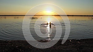 Children swim in the lake at sunset, the joy of childhood.