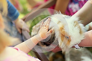 Children touching shy bunny