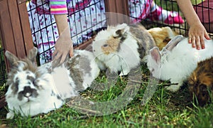 Children touching shy bunny