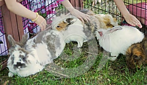 Children touching shy bunny