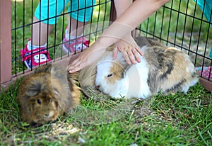 Children touching shy bunny