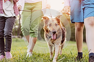 Children walking with a dog in nature. Boy and girl with a pet outdoors in summer