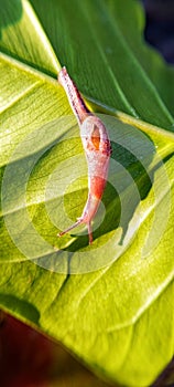 Children who do not have a shell.