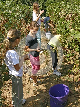 Children work in the vineyard