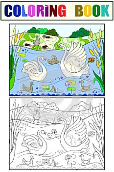 Childrens coloring book and color cartoon family of Swan on nature. photo