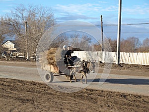 Childrens at donkey in Koneurgench, Turkmenistan