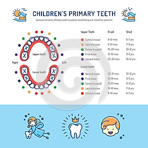 Childrens Primary Teeth, Schedule of Baby Teeth Eruption. Childrens dentistry infographics photo