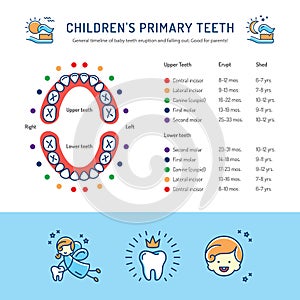 Childrens Primary Teeth, Schedule of Baby Teeth Eruption. Childrens dentistry infographics