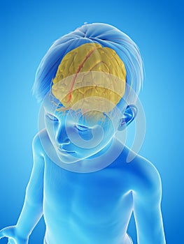 A childs brain