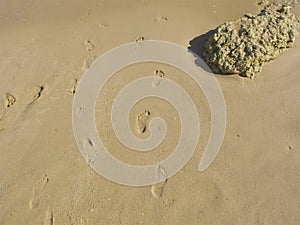 Childs foot prints in the sand