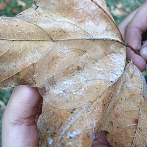 Childs hand holding brown leaf