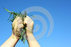 Childs Hand Holding Grass Clippings photo