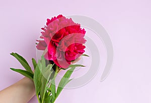 Childs hand holding lovely magenta peony on light pink background. Copy space for text. Floral greeting card