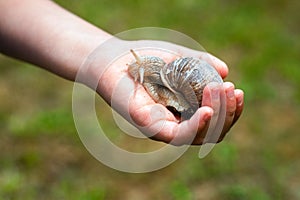 Childs hand holding a snail. Helix Pomatia on a palm