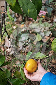 Childs hand picking a ripe orange mandarine citrus fruit growing on a tree