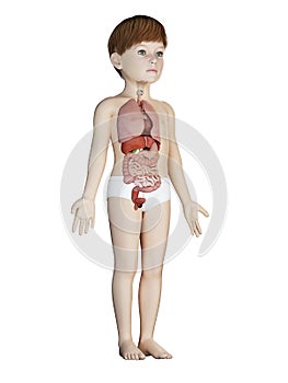 A childs organs photo