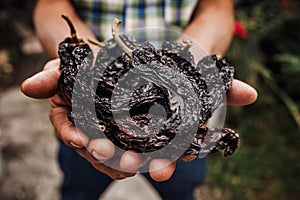 Chile ancho, mexican dried chili pepper, Assortment of chili peppers in farmer Hands in Mexico photo