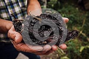 Chile ancho, mexican dried chili pepper, Assortment of chili peppers in farmer Hands in Mexico photo