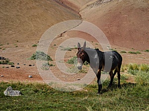 Chile atacama desert wild donkey