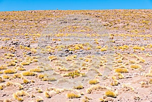 Chile Atacama desert guanacos in nature