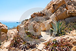 Chile Coquimbo fat plants on the rocky coast photo