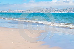 Chile Coquimbo heron on the beach photo