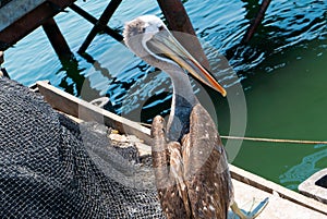 Chile Coquimbo pelican on the quay photo